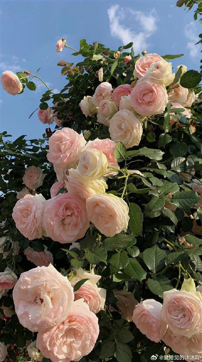 كۆك ياقۇت يېنىك يېتەكچى توسۇلۇش